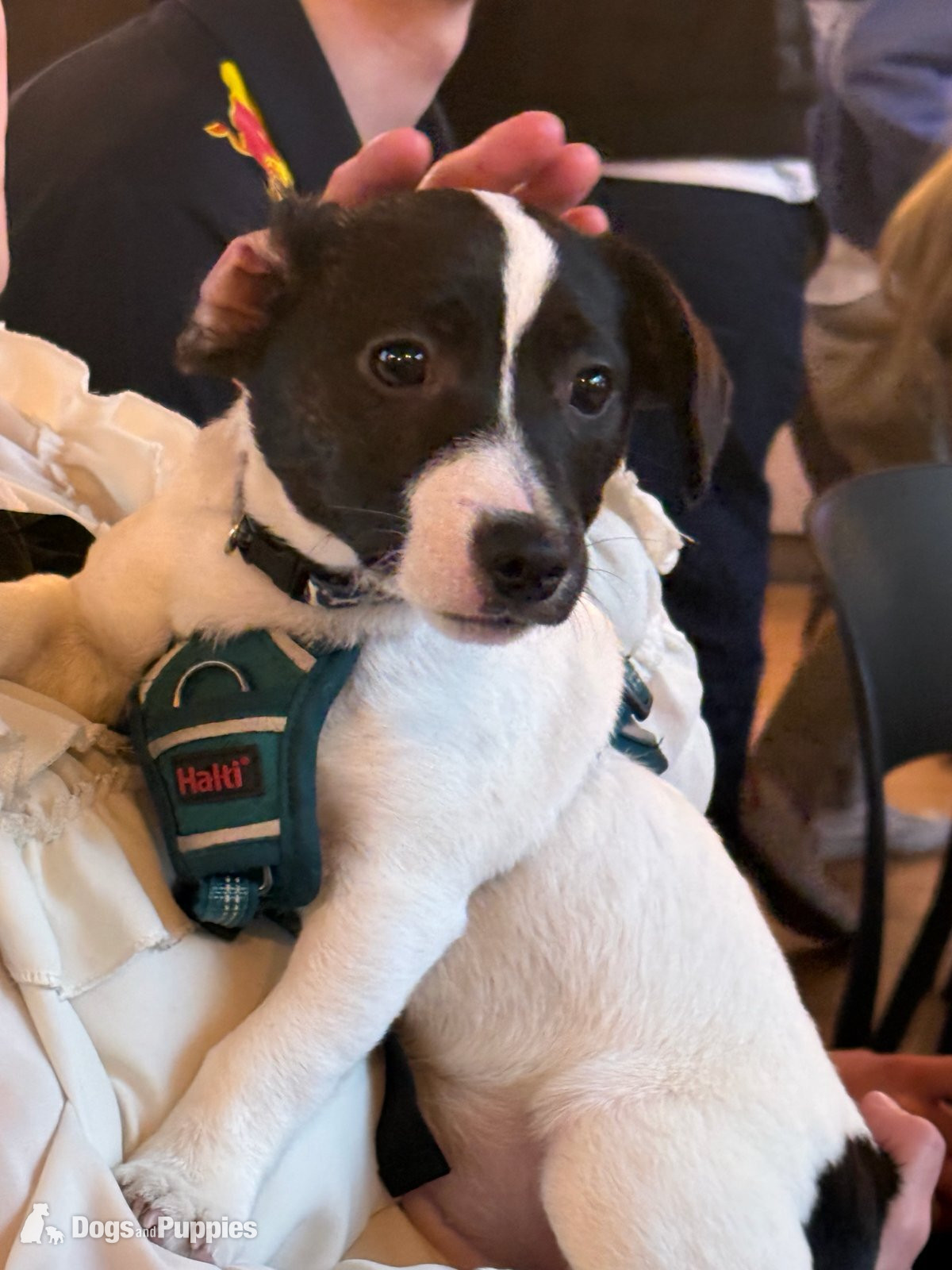 Jack Russell Terrier Puppies