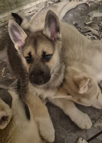 One little boy stunning litter of six healthy Shepsky puppies
