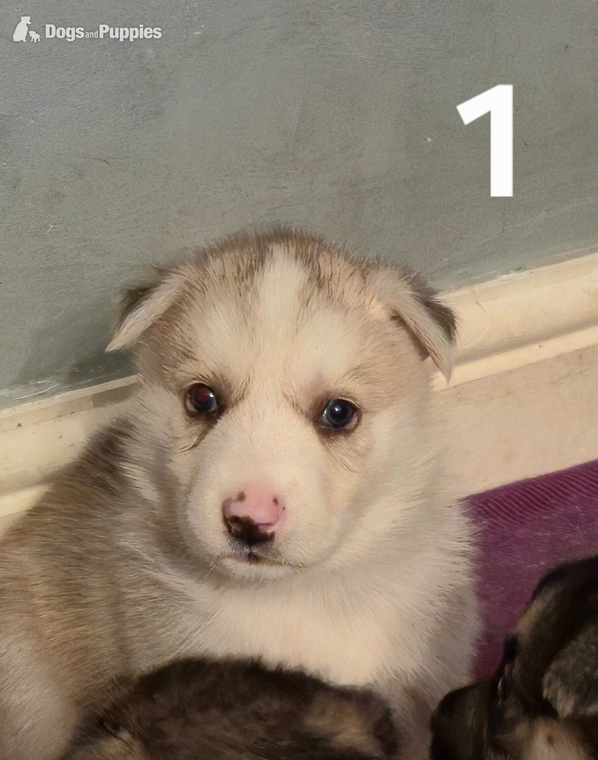 stunning litter of six healthy Shepsky puppies in {LOCATION}