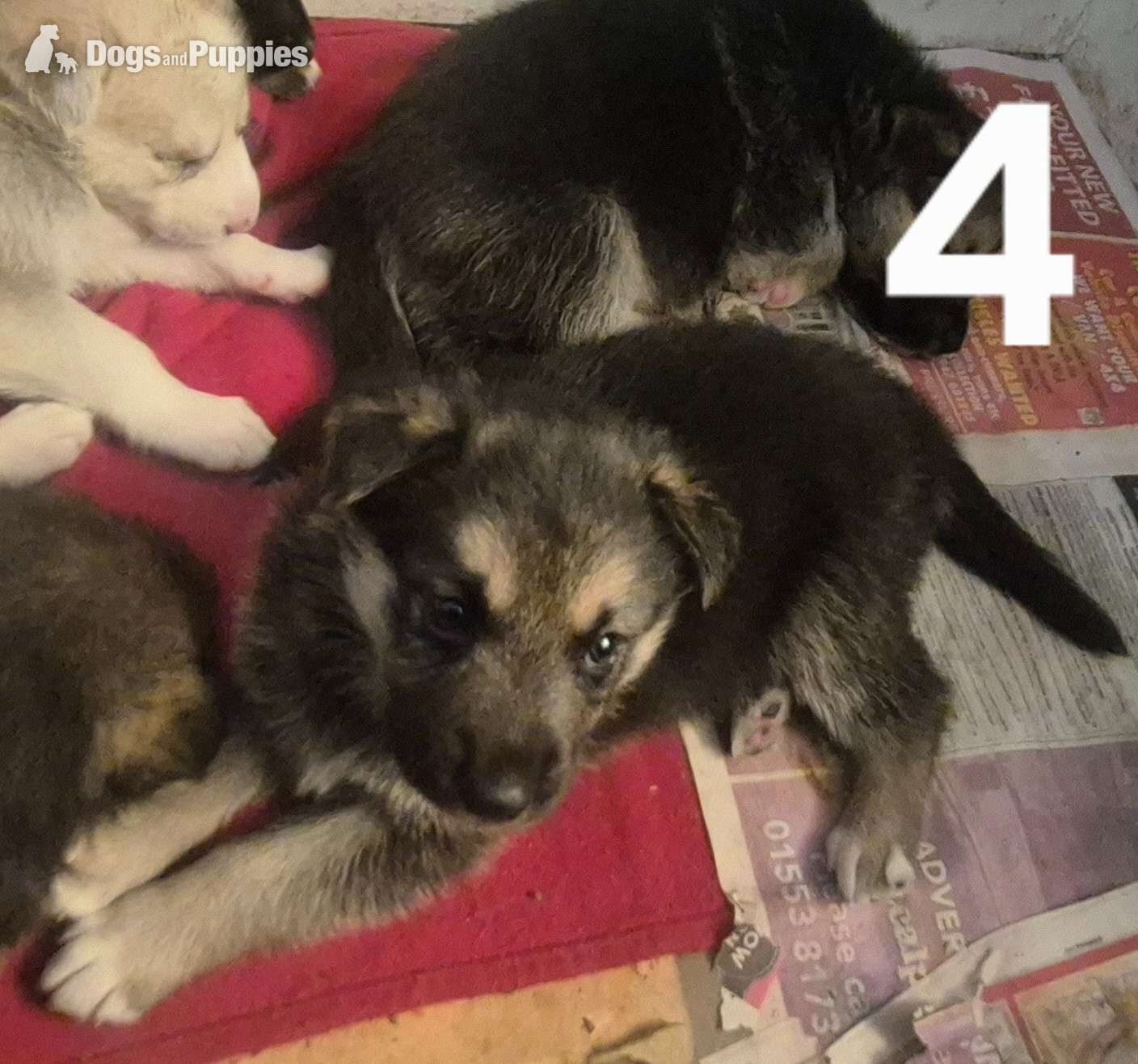 Cross Breeds and Mongrel Puppies