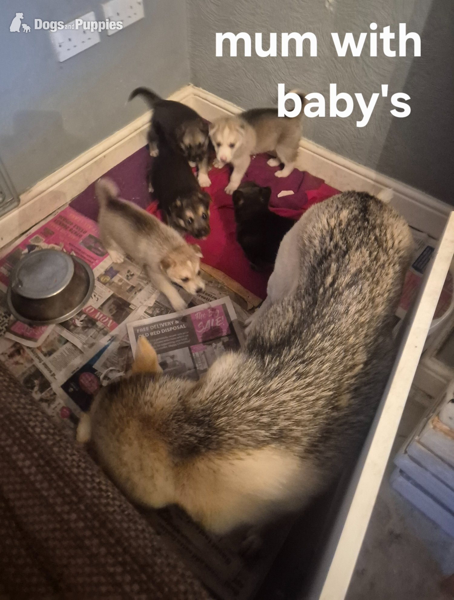 Cross Breeds and Mongrel - ONLY ONE LITTLE GIRL LEFT NUMBER 1 stunning litter of six healthy Shepsky puppies