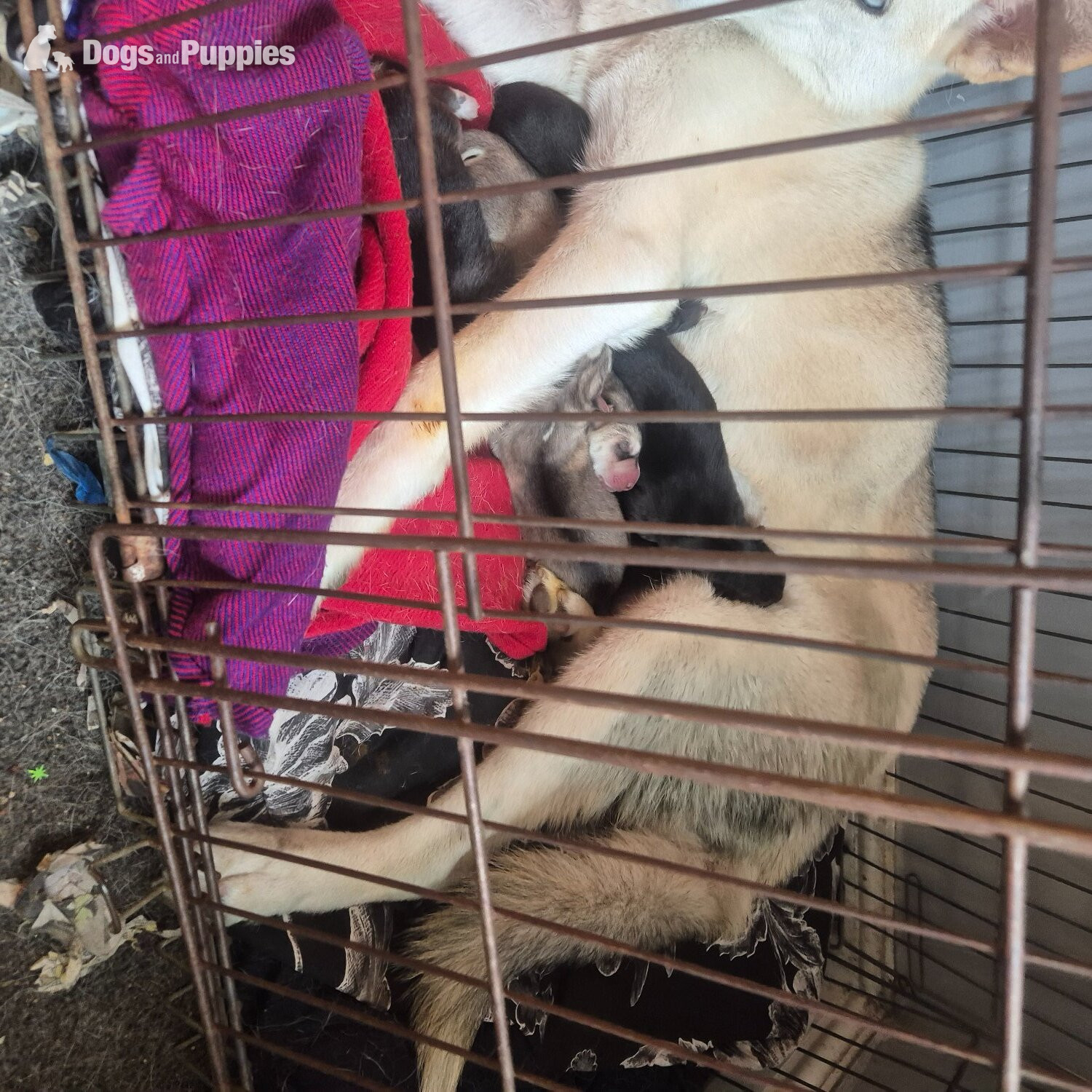 stunning litter of six healthy Shepsky puppies - Cross Breeds and Mongrel