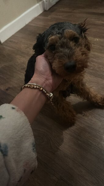 ??Beutiful cockapoo pup ??