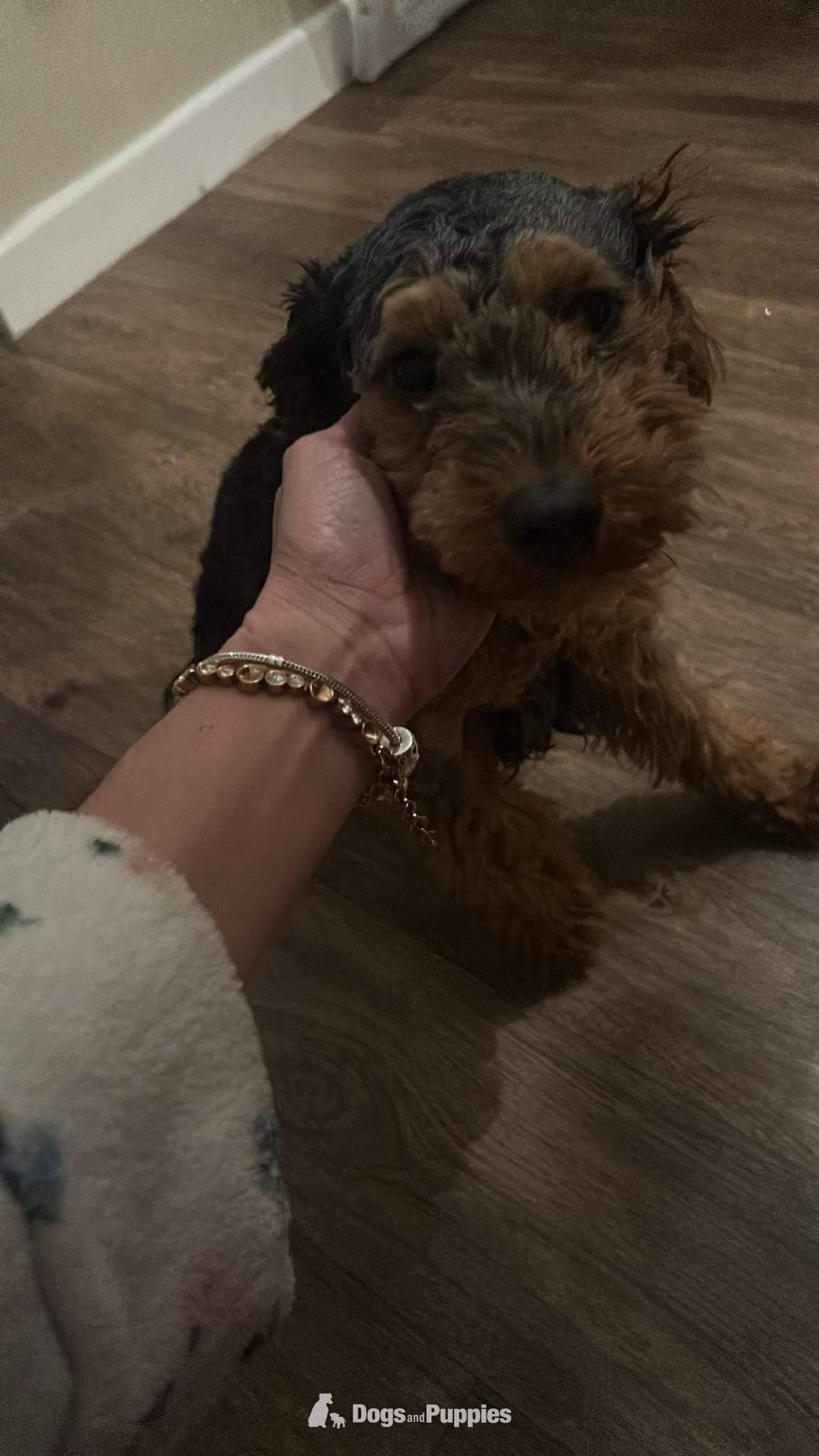 ??Beutiful cockapoo pup ?? in {LOCATION}