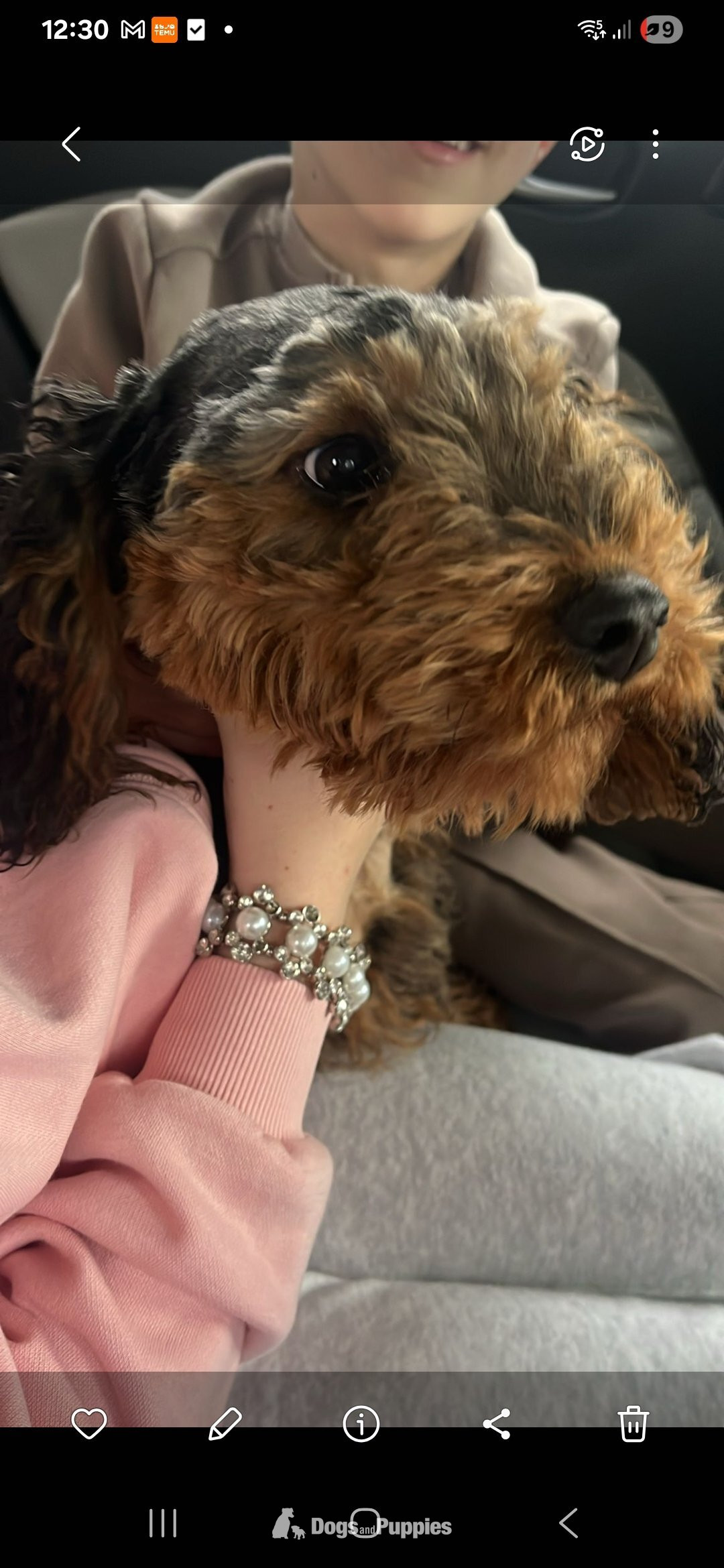 Cockapoo