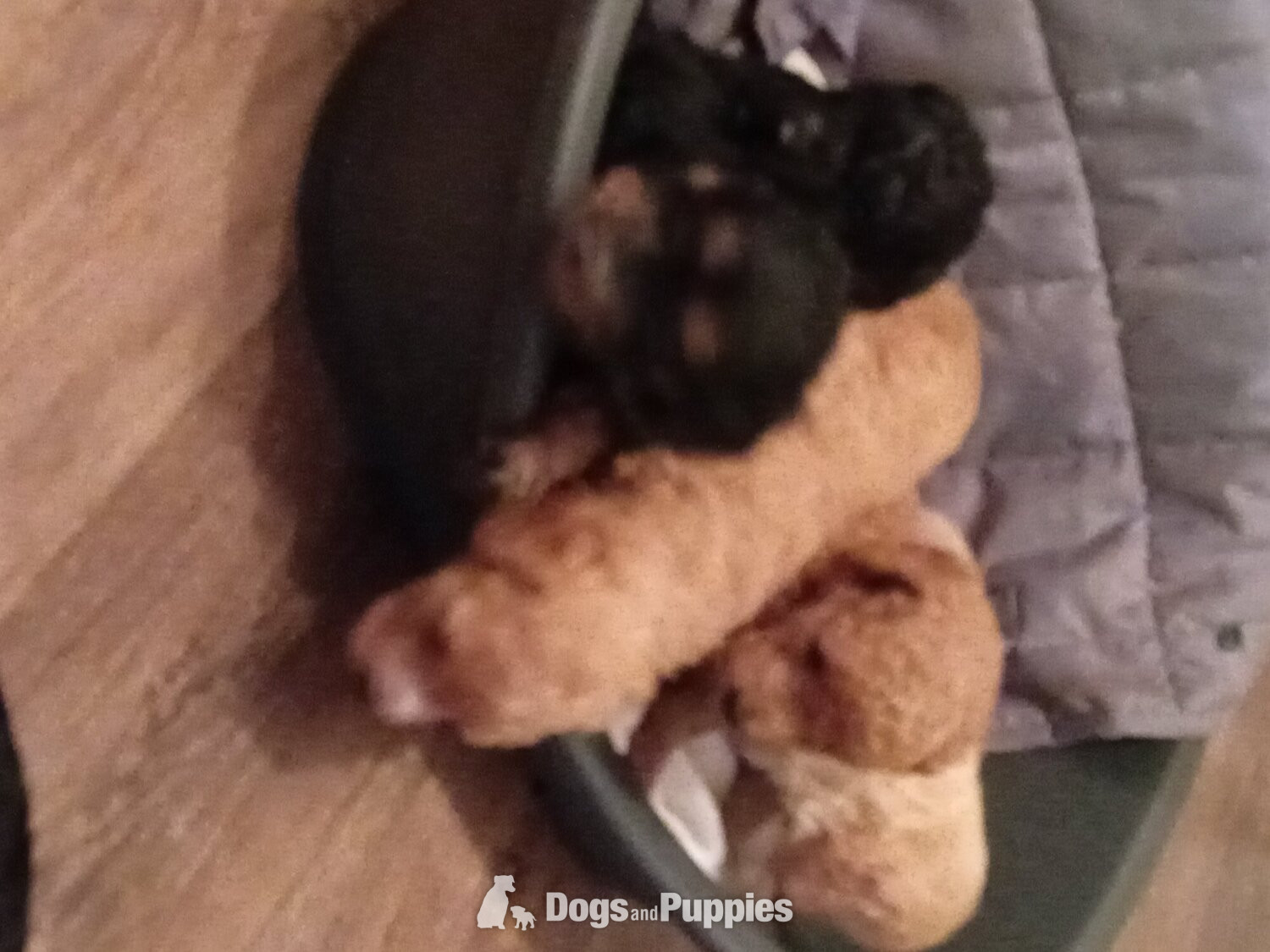 Cockapoo Puppies