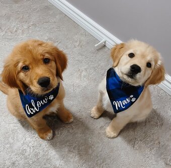 Beautiful Golden Retriever puppies available for new homes