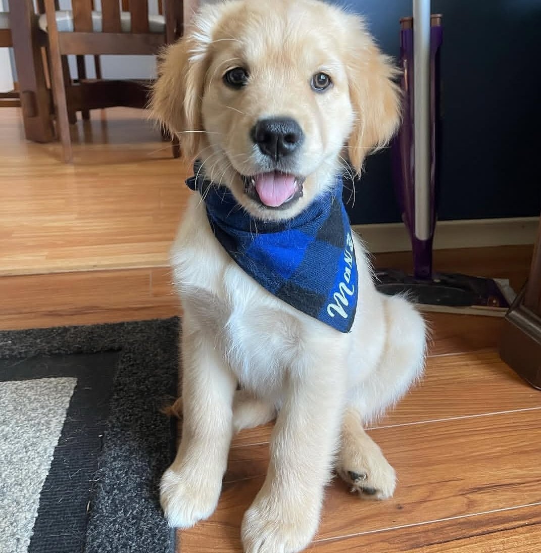 Golden Retriever Puppies