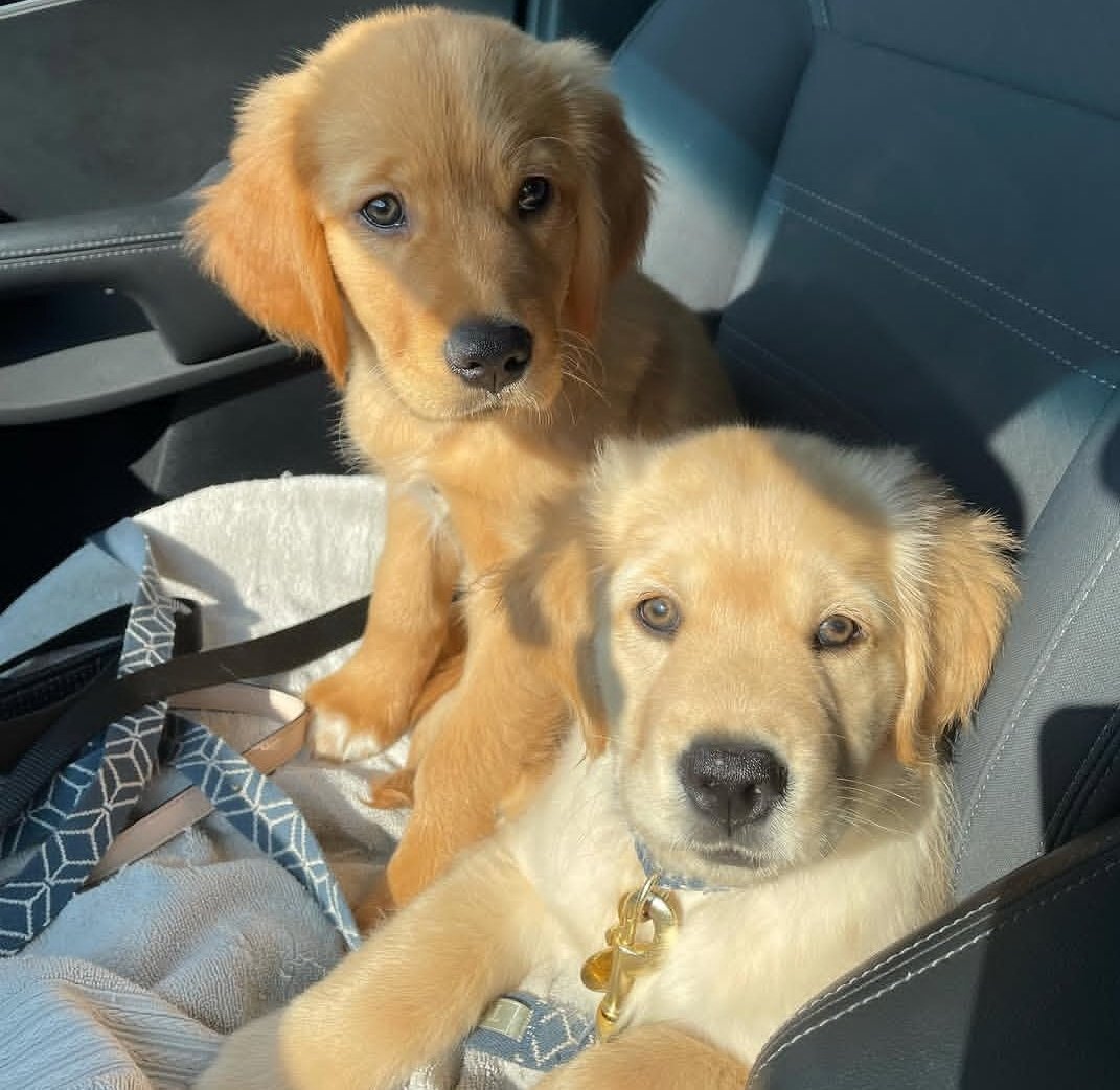 Golden Retriever - Beautiful Golden Retriever puppies available for new homes