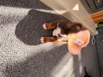 Jack Russel puppies 