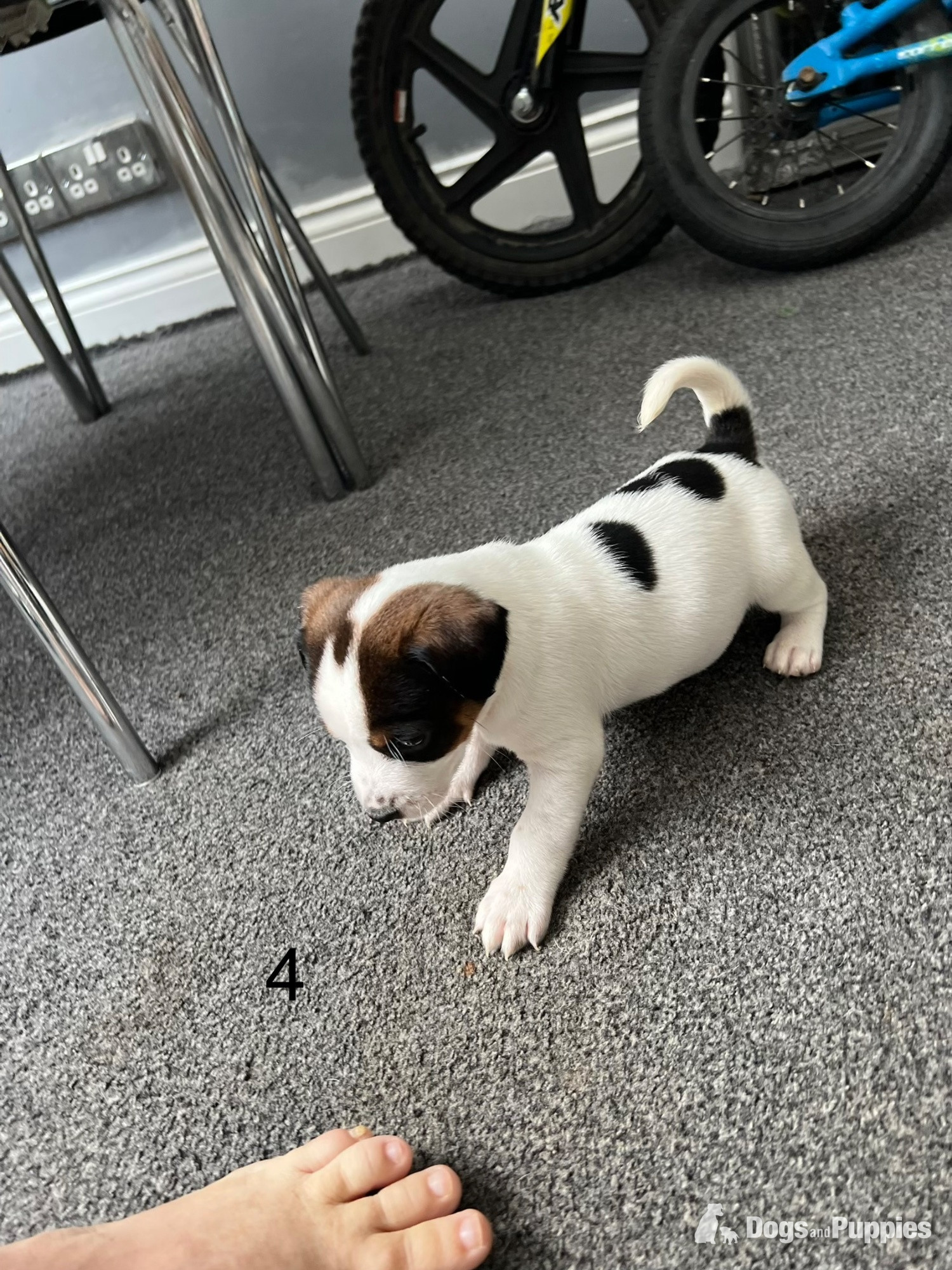 Jack Russell Terrier