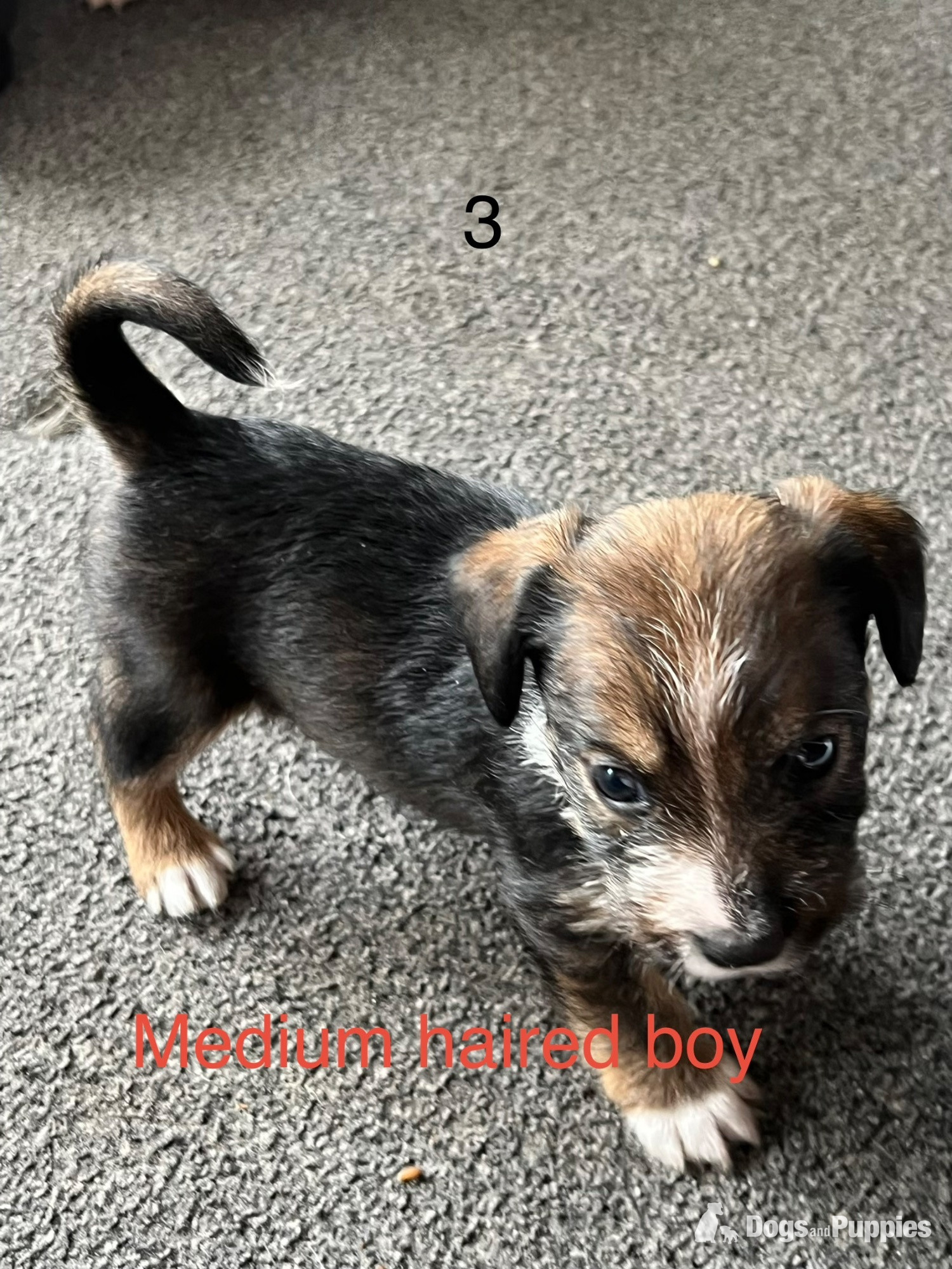 Jack Russell Terrier Puppies