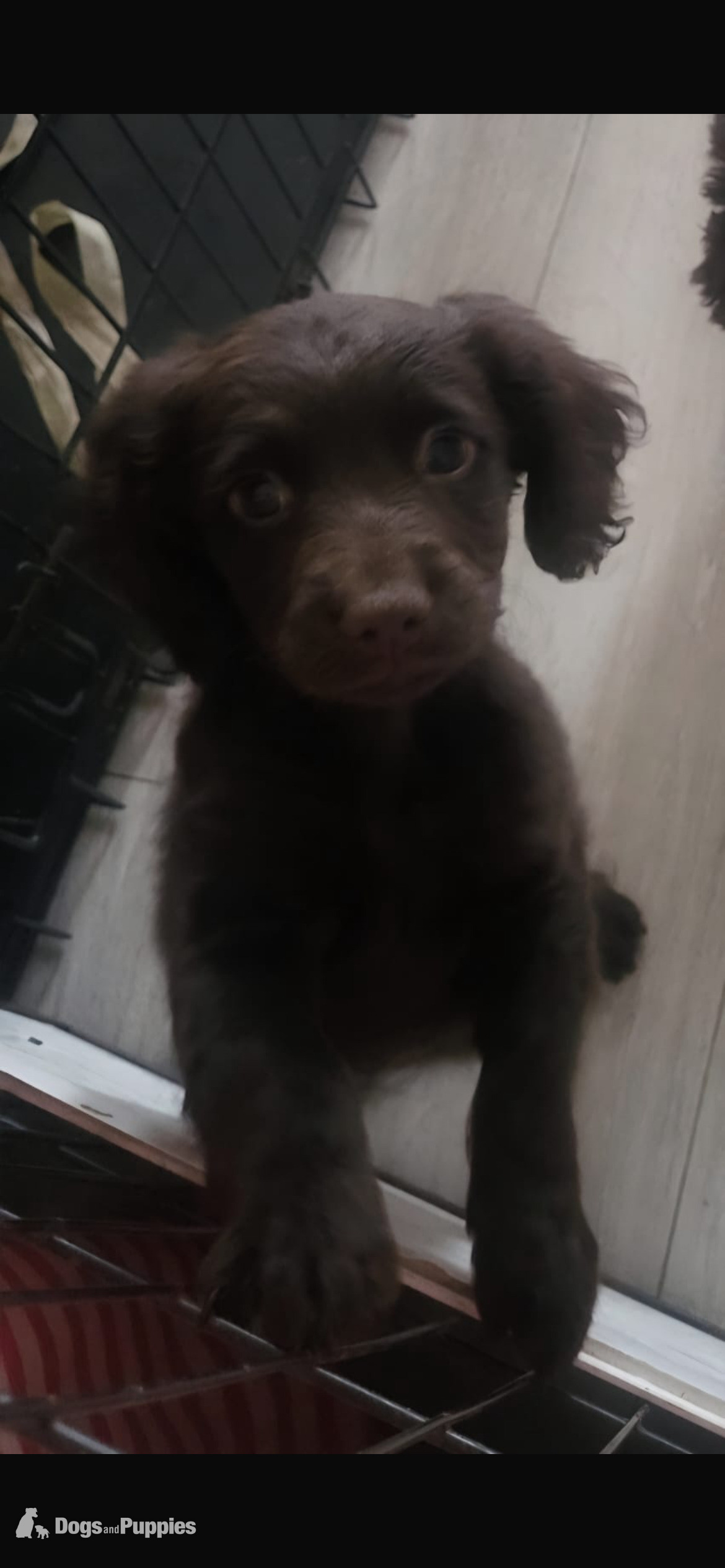 13 week old female cockapoo puppy  in {LOCATION}