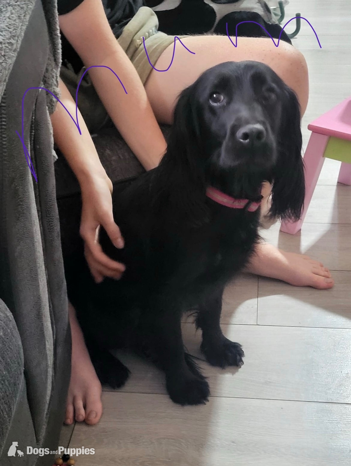 Cockapoo Puppies