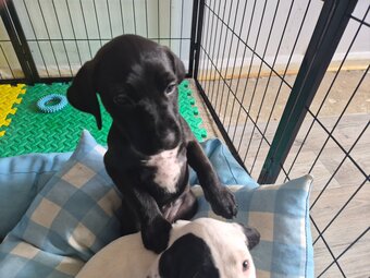 2 Terrier x Cocker Spaniel puppies for sale. 