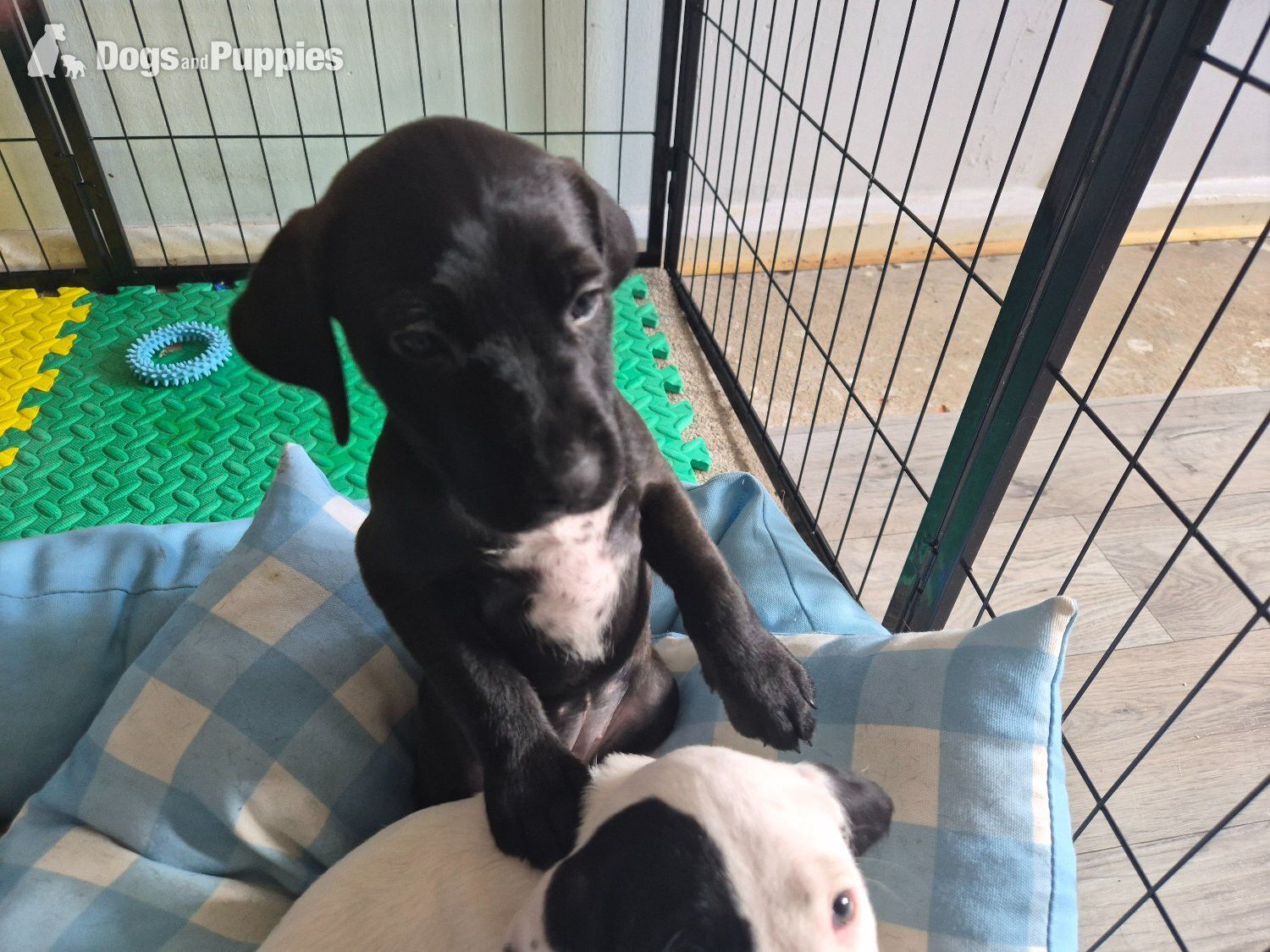 Last remaining Terrier x Cocker Spaniel puppy for sale.  in {LOCATION}