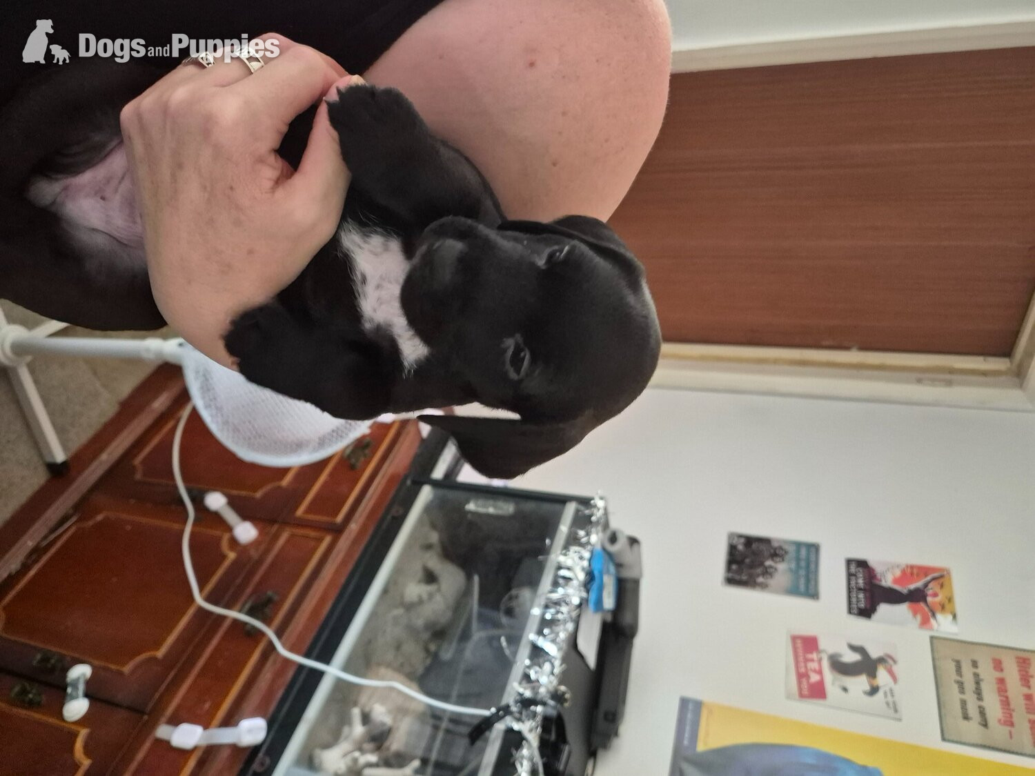 Cross Breeds and Mongrel