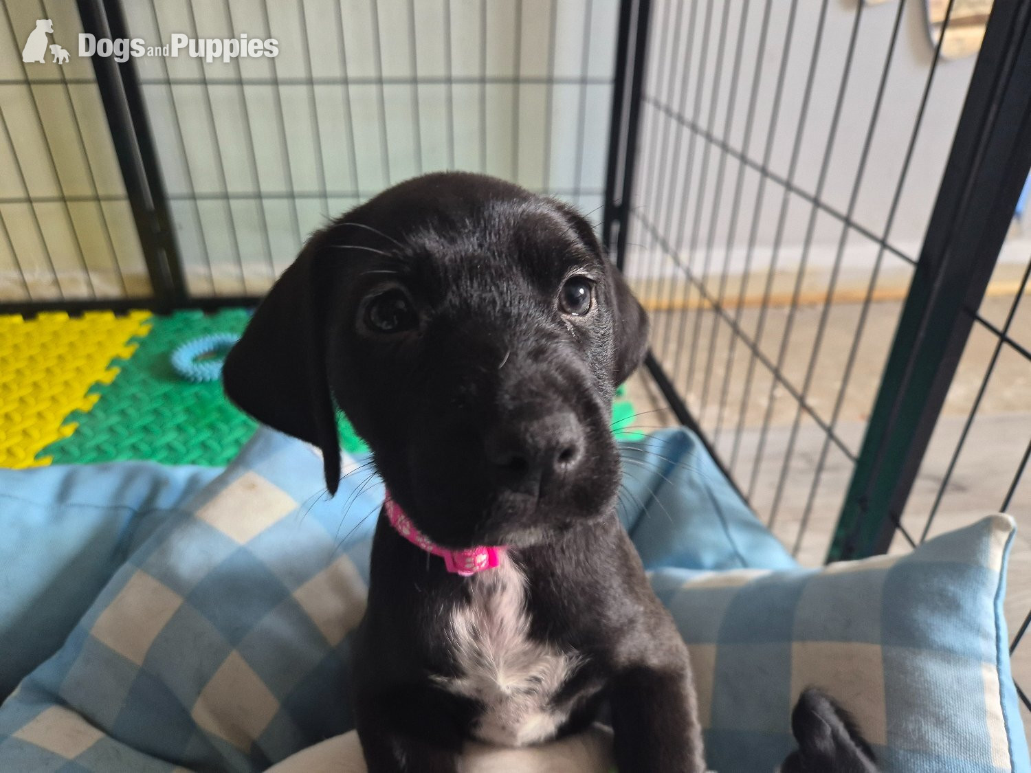 Cross Breeds and Mongrel Puppies