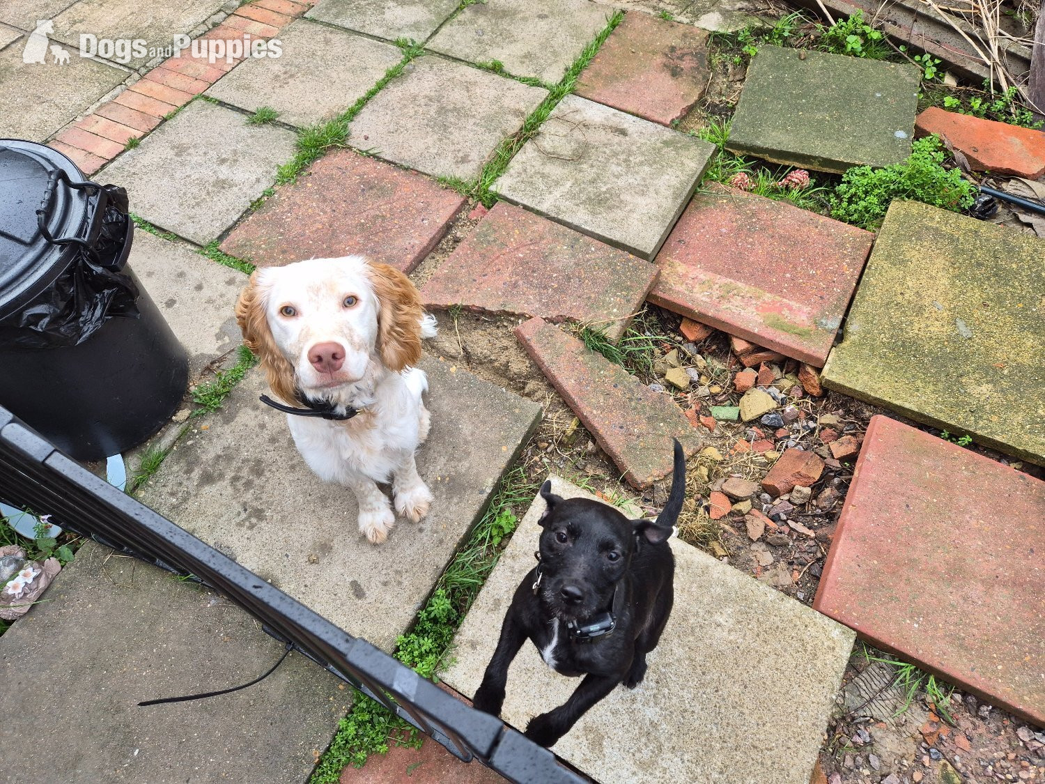 Cross Breeds and Mongrel - Last remaining Terrier x Cocker Spaniel puppy for sale. 