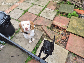 Last remaining Terrier x Cocker Spaniel puppy for sale. 