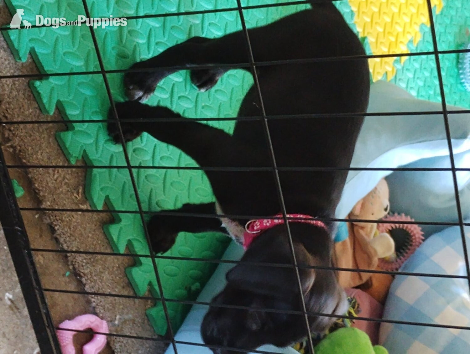 Last remaining Terrier x Cocker Spaniel puppy for sale.  - Cross Breeds and Mongrel