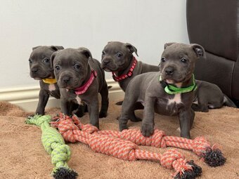 Blue Staffordshire Puppies Available For Sale