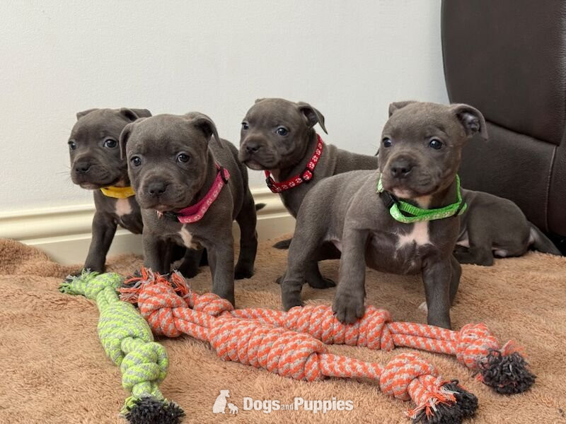 Staffordshire Bull Terrier