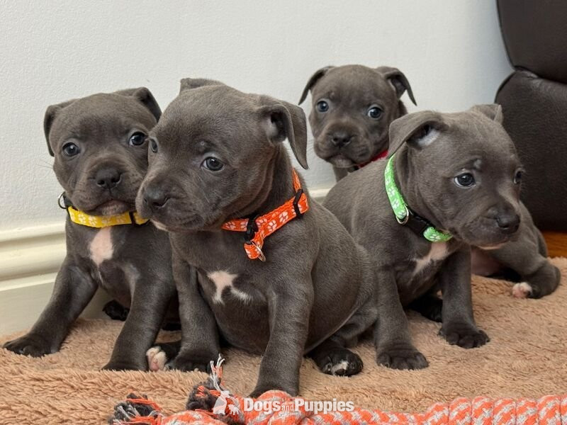 Staffordshire Bull Terrier Puppies