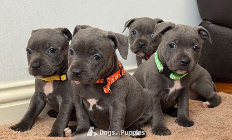 Staffordshire Bull Terrier - Blue Staffordshire Puppies Available For Sale