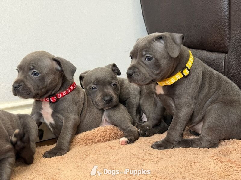 Blue Staffordshire Puppies Available For Sale - Staffordshire Bull Terrier
