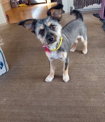Female mixed terrier dog