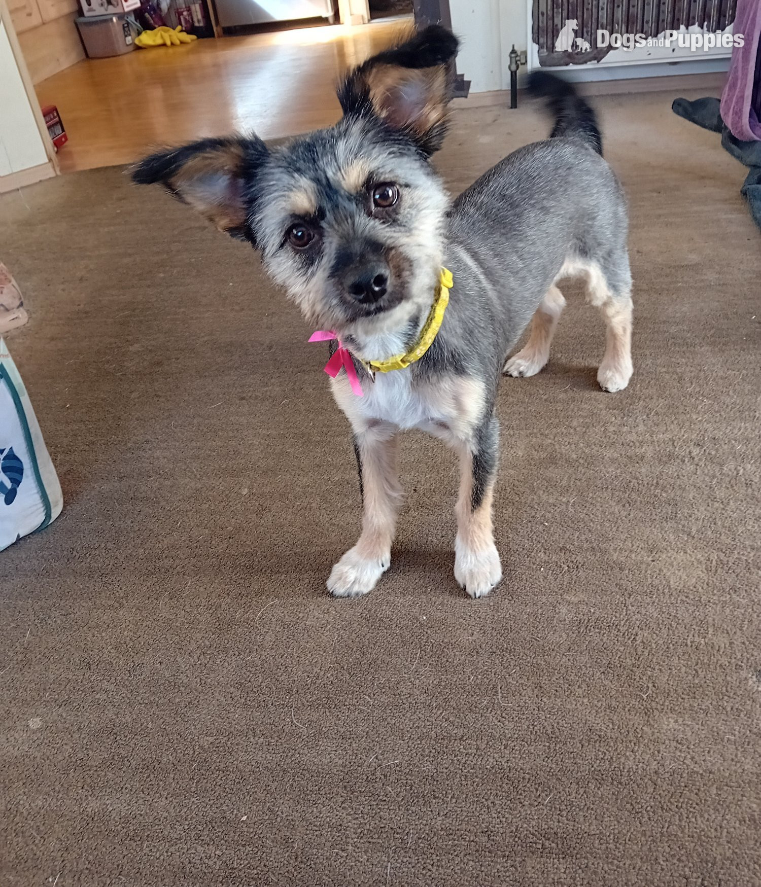 Female mixed terrier dog in {LOCATION}