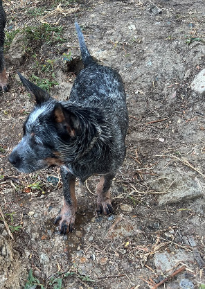 Male Australian Cattle Dog in {LOCATION}