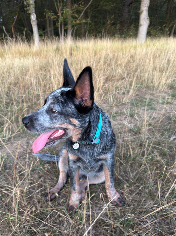  - Male Australian Cattle Dog