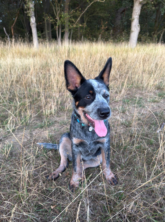 Male Australian Cattle Dog - 