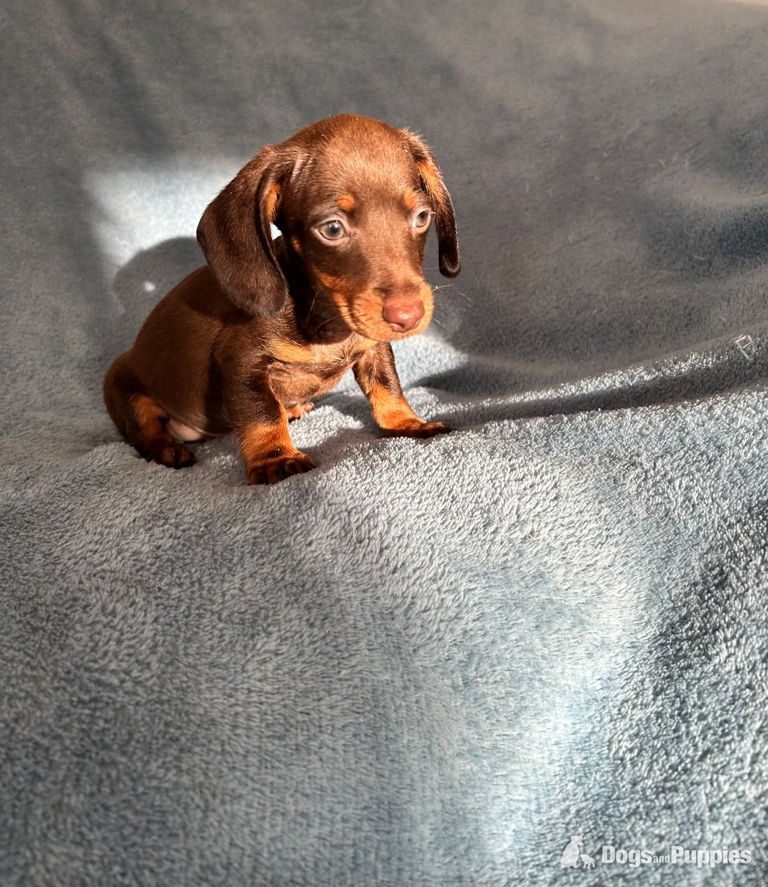 Miniature Datchund puppies  in {LOCATION}