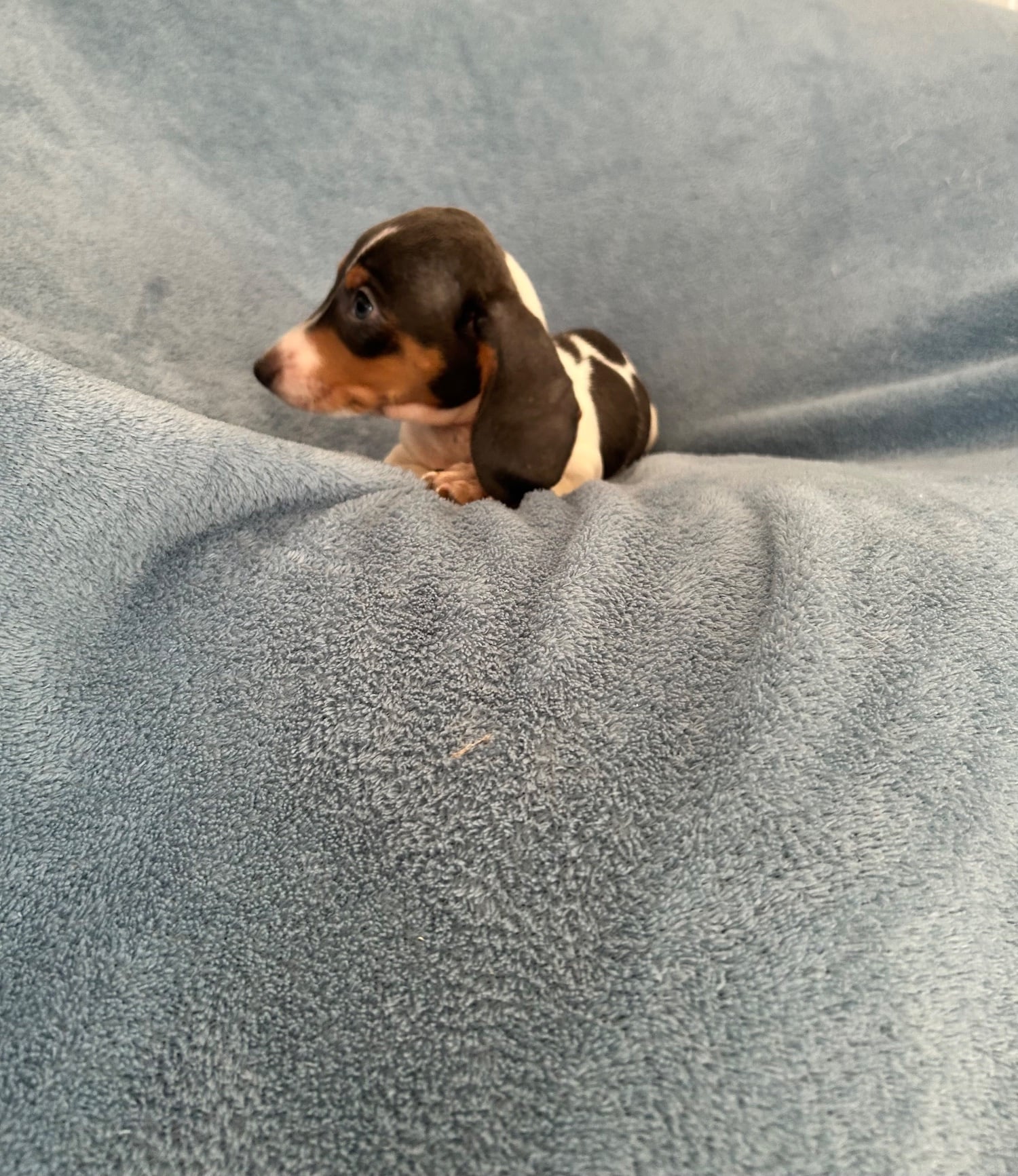 Dachshund Puppies