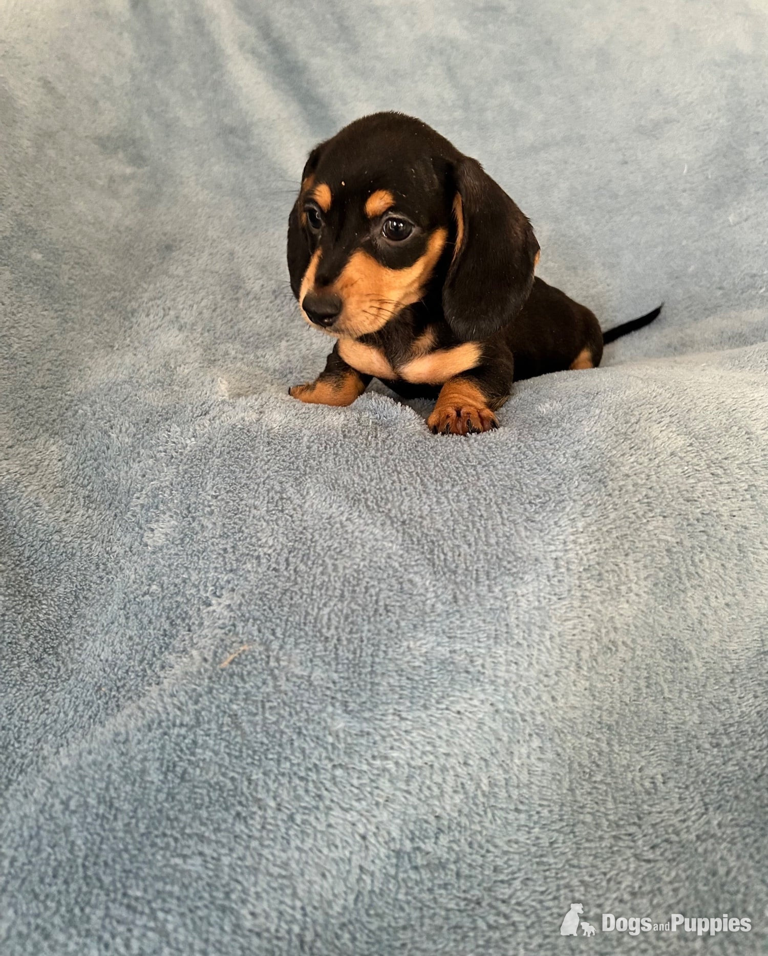 Dachshund