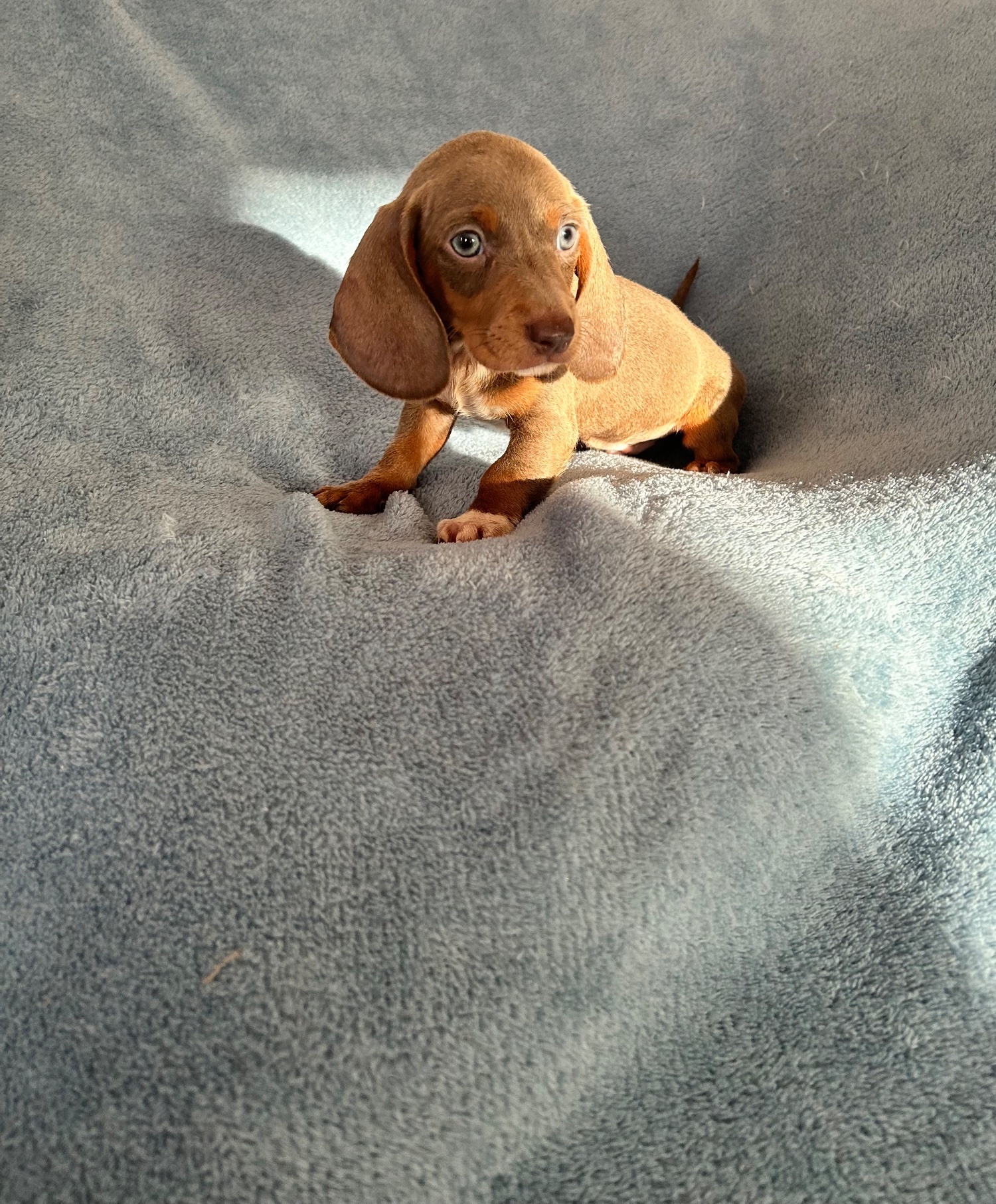 Dachshund - Miniature Datchund puppies 