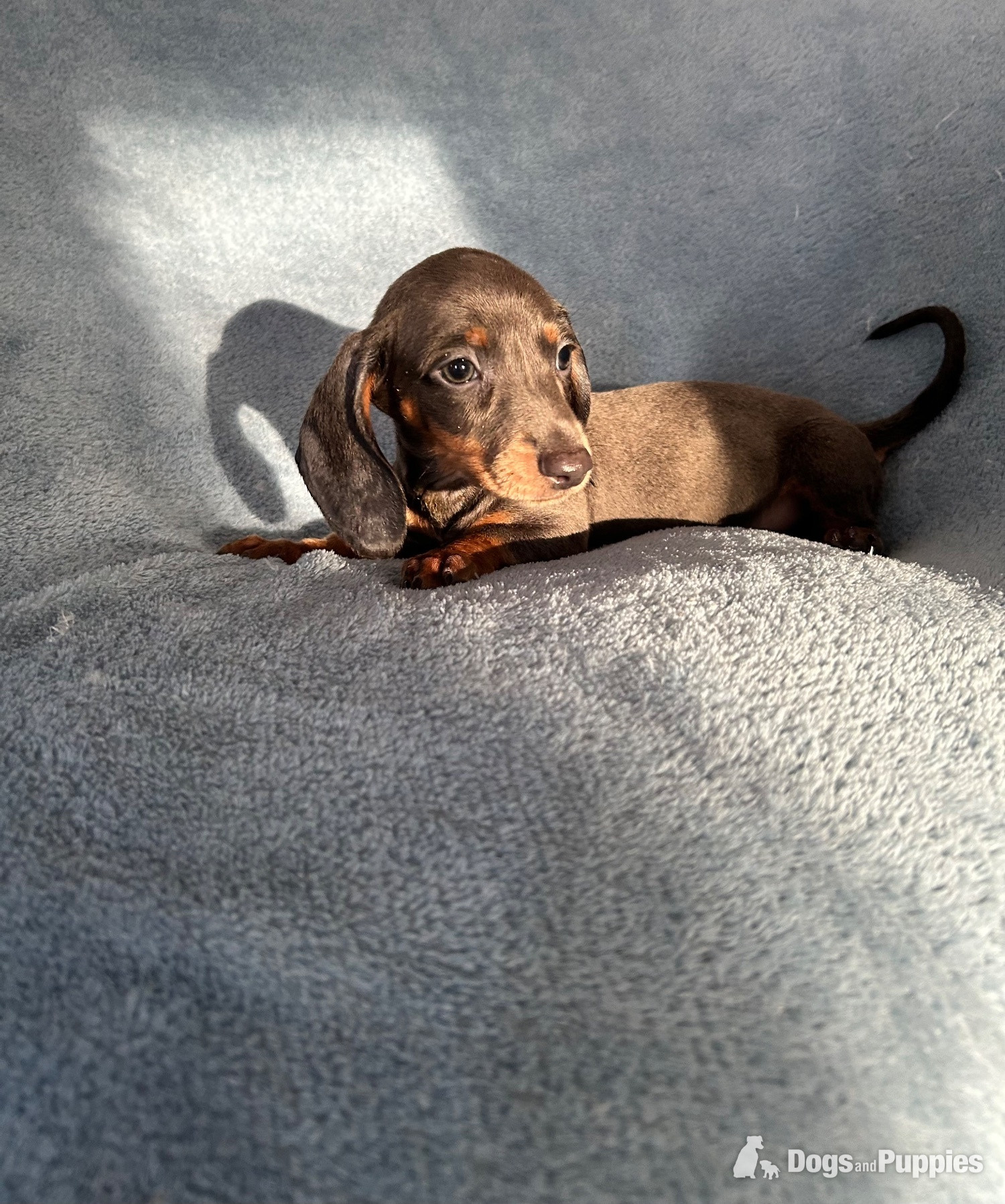 Miniature Datchund puppies  - Dachshund