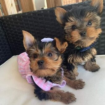 Yorkie 8.4 weeks old