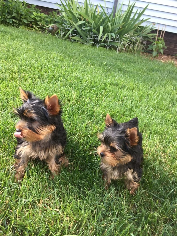 Yorkshire Terrier