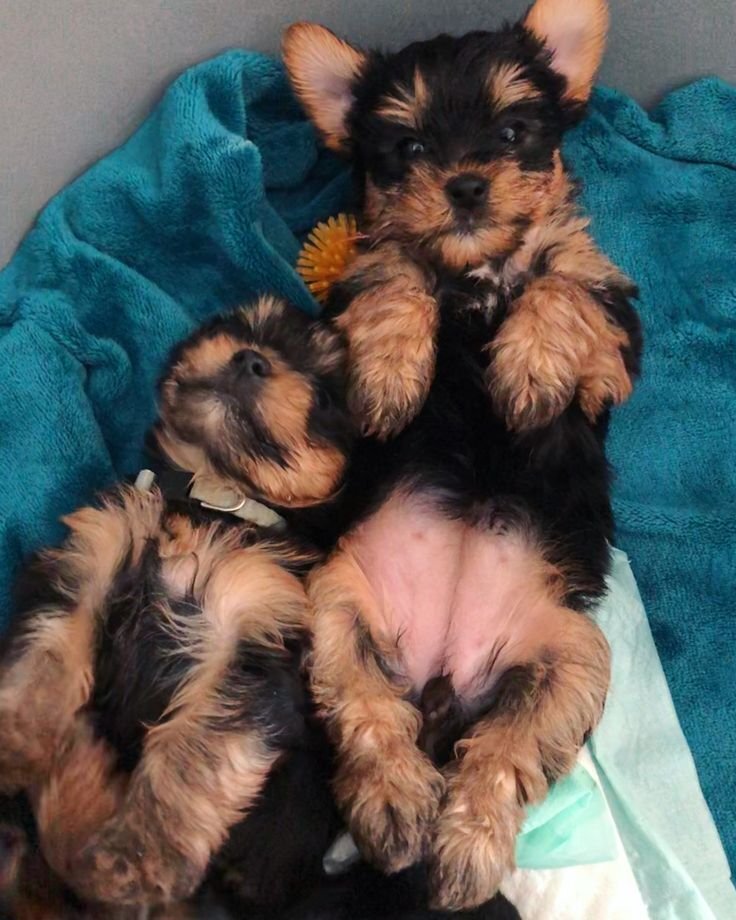 Yorkshire Terrier Puppies