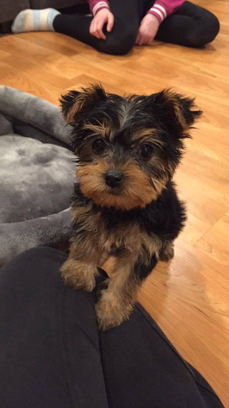 Yorkshire Terrier - Yorkie 8.4 weeks old