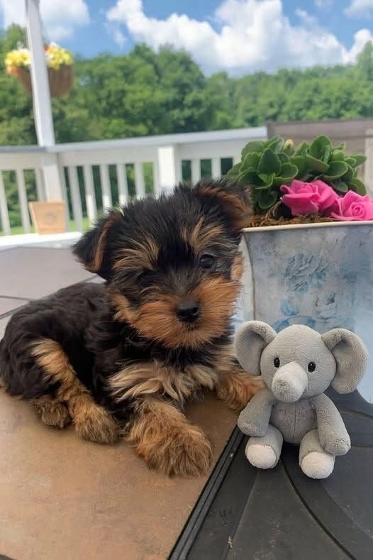 Yorkie 8.4 weeks old - Yorkshire Terrier