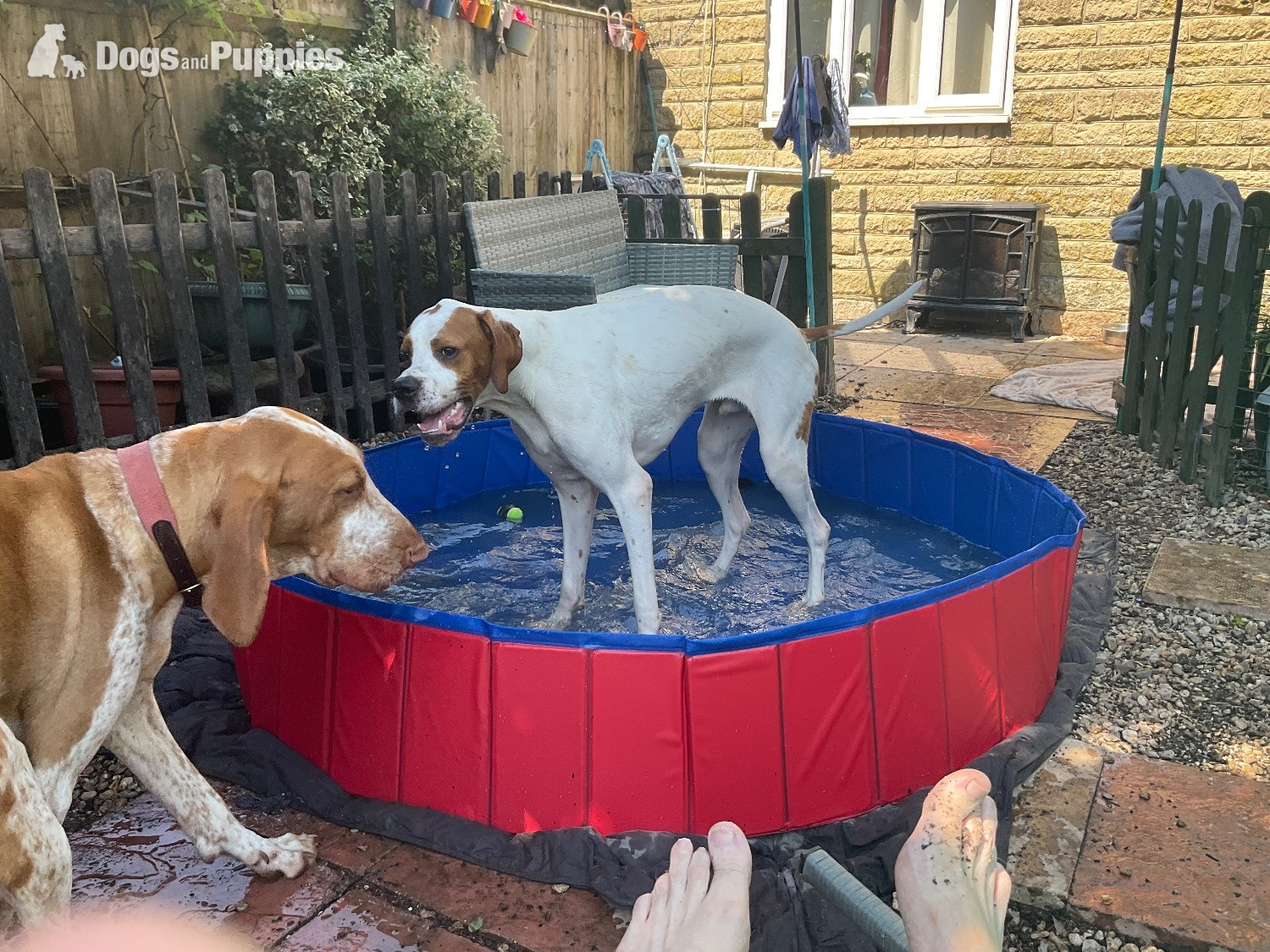 Pointer Dog 1 year old in {LOCATION}
