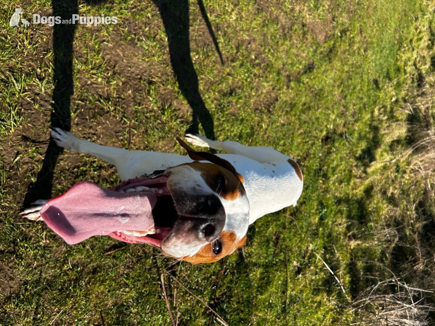 Pointer Puppies