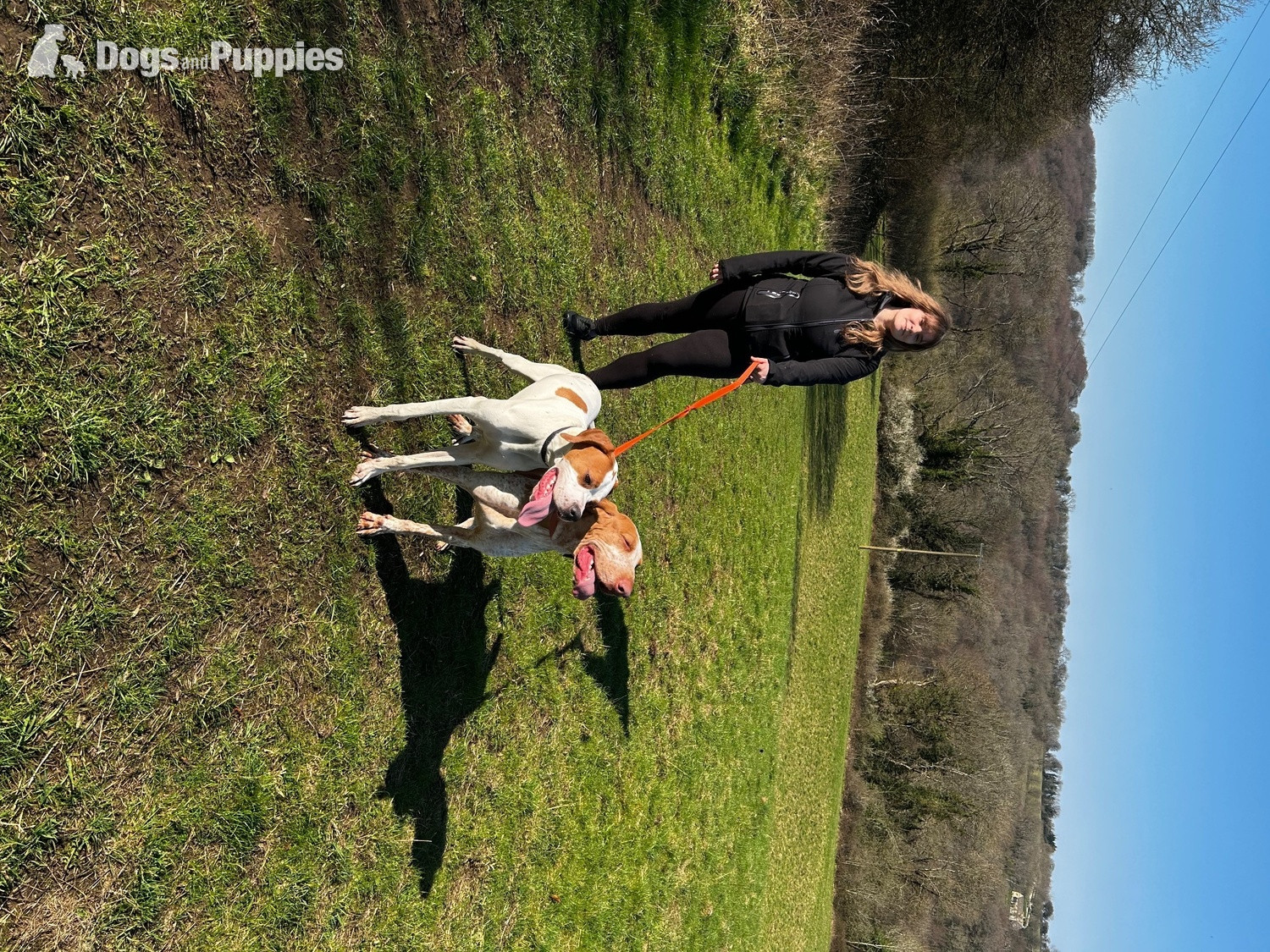 Pointer - Pointer Dog 1 year old