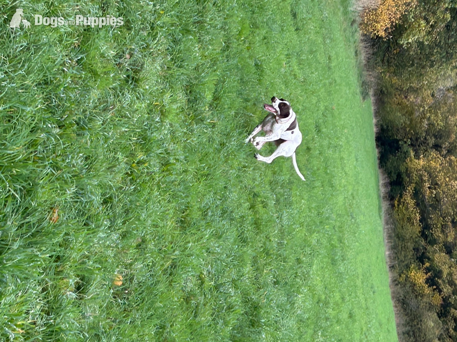 Pointer Dog 1 year old - Pointer