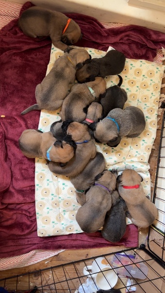 Presa Canario Puppies